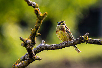 Zaunammer (Emberiza cirlus)
