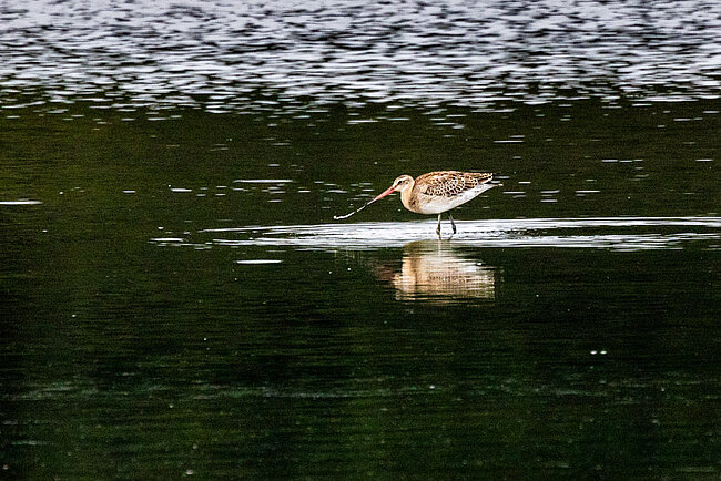 Barge à queue noire (Limosa limosa)