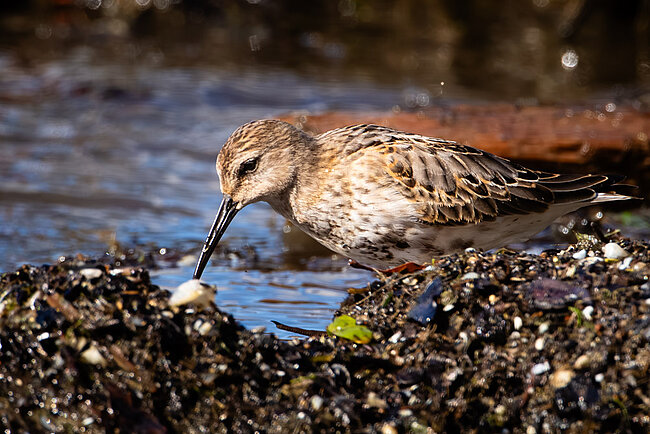 Bécasseau variable (Calidris alpina)