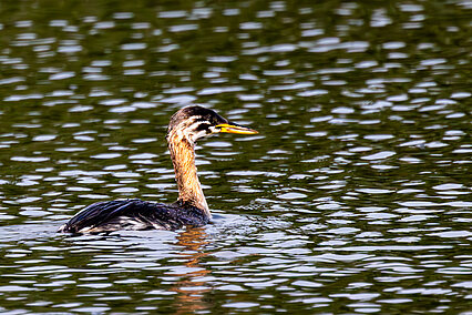 Rothalstaucher (Podiceps grisegena)