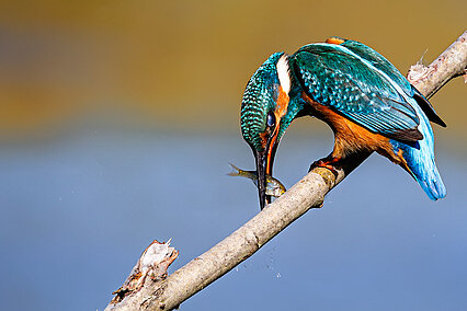 Eisvogel (Alcedo atthis)