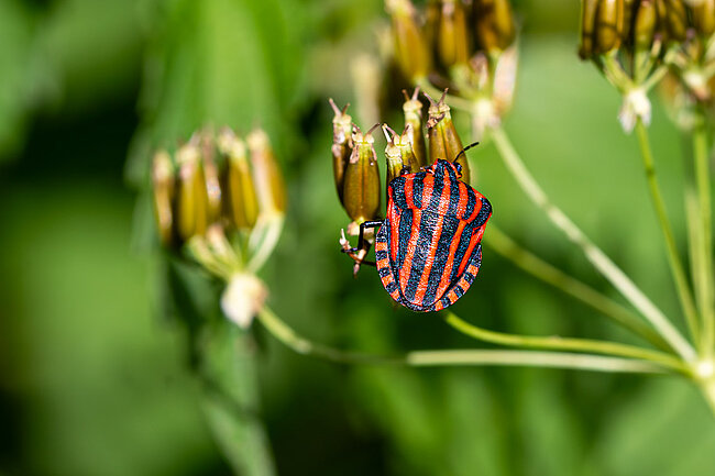 Streifenwanze (Graphosoma italicum)