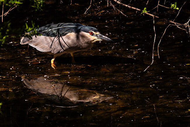 Bihoreau gris (Nycticorax nycticorax)