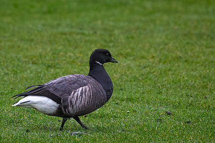 Ringelgans (Branta bernicla)