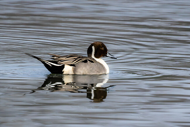 Canard pilet (Anas acuta)