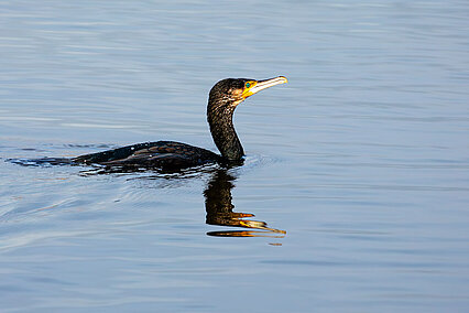 Kormoran (Phalacrocorax carbo)