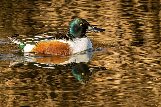 Canard souchet (Spatula clypeata)
