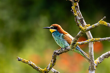 Bienenfresser (Merops apiaster)