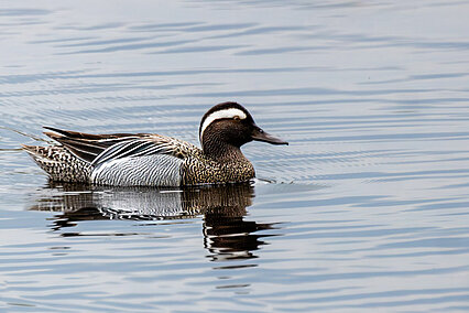 Knäkente (Spatula querquedula)