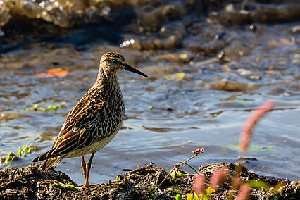 Graubruststrandläufer (Calidris melanotos)