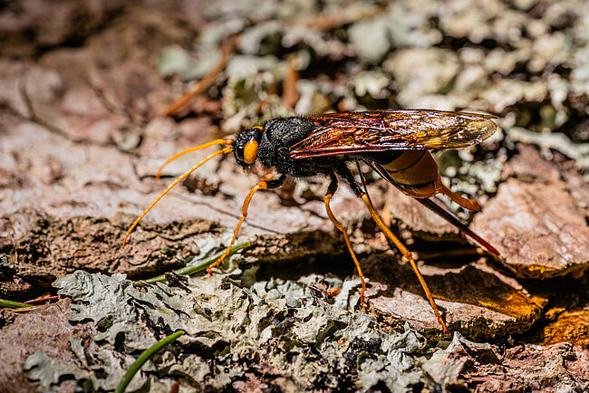 Riesenholzwespe (W, Urocerus gigas)