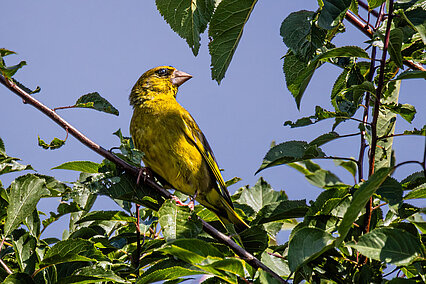 Grünfink (Chloris chloris)