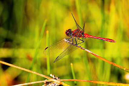 Blutrote Heidelibelle (Sympetrum sanguineum)