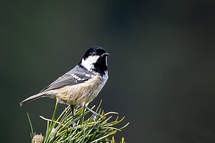 Tannenmeise (Periparus ater)