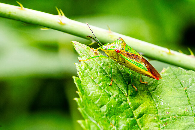 Wipfel-Stachelwanze (Acanthosoma haemorrhoidale)