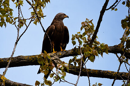 Schwarzmilan (Milvus migrans)