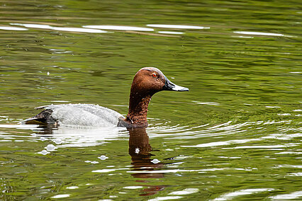 Tafelente (Aythya ferina)
