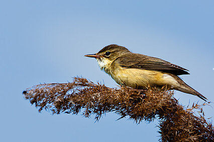 Drosselrohrsänger (Acrocephalus arundinaceus)