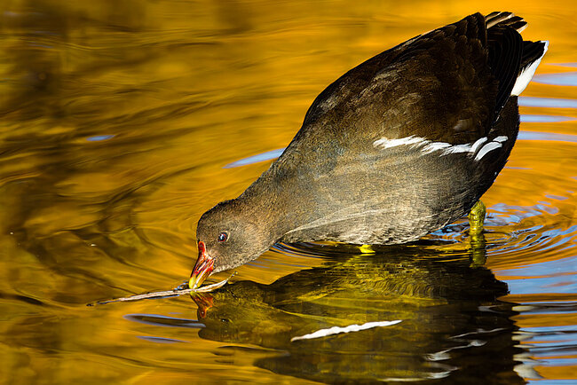 Gallinule poule-d'eauv (Gallinula chloropus)