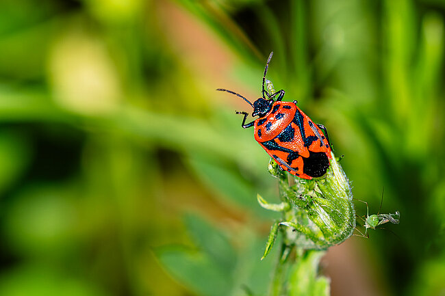 Zimtwanze (Corizus hyoscyami)