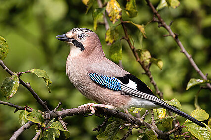Eichelhäher (Garrulus glandarius)