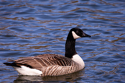 Kanadagans (Branta canadensis)