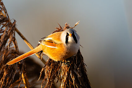 Bartmeise (Panurus biarmicus)