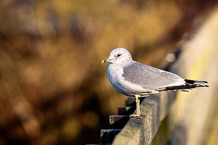 Sturmmöwe (Larus canus)