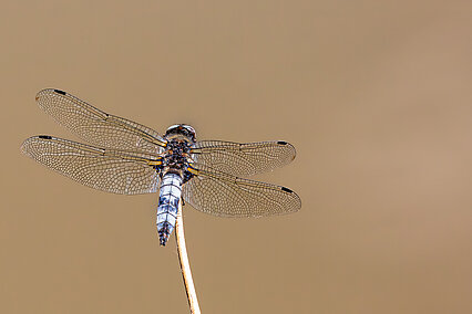 Spitzenfleck (Libellula fulva)