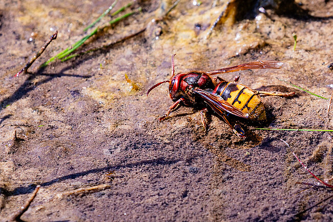 Hornisse (Vespa crabro)