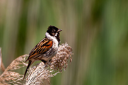 Rohrammer (Emberiza schoeniclus)