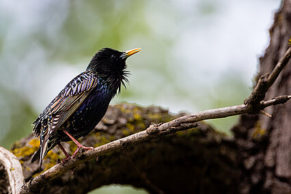 Star (Sturnus vulgaris)