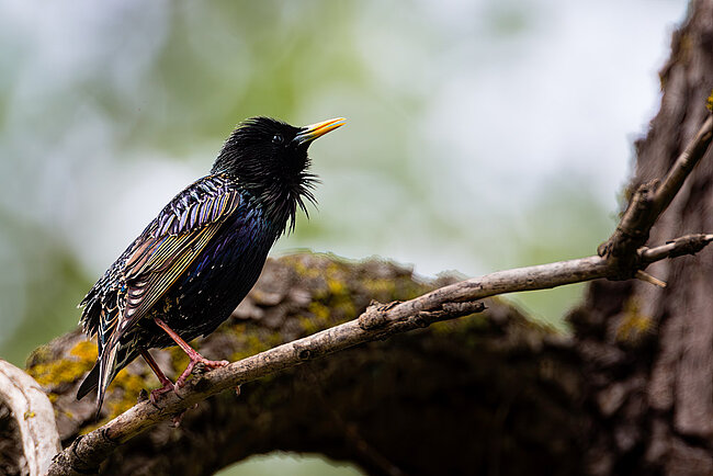 Étourneau sansonnet (Sturnus vulgaris)