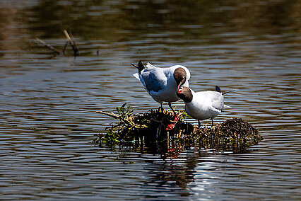 Lachmöwe (Chroicocephalus ridibundus)