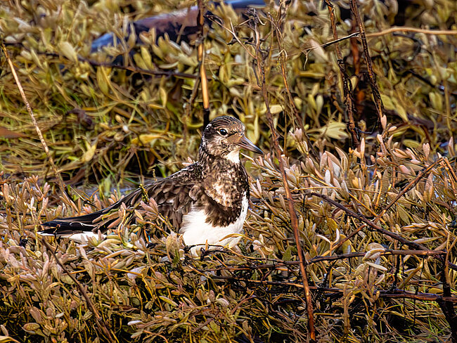 Tournepierre à collier (Arenaria interpres)