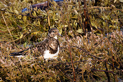 Steinwälzer (Arenaria interpres)