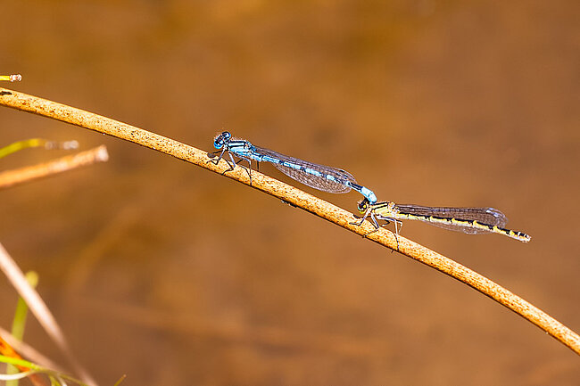 Tandem de l'Agrion porte-coupe (Enallagma cyathigerum)