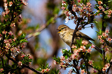 Zilpzalp (Phylloscopus collybita)