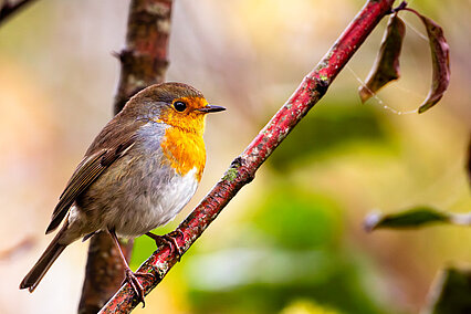 Rotkehlchen (Erithacus rubecula)
