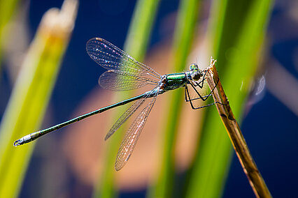 Small spreadwing (Lestes virens)
