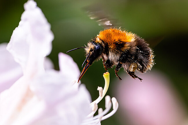 Baumhummel (Bombus hypnorum)