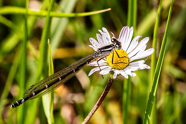 Femelle de l'Agrion porte-coupe (Enallagma cyathigerum)