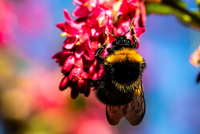 Dunkle Erdhummel (Bombus terrestris)