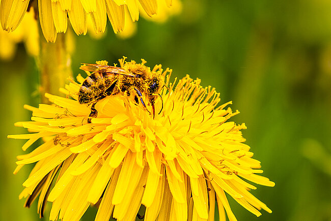 Honigbiene (Apis mellifera)