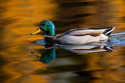 Stockente (Anas platyrhynchos)