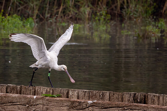 Spatule blanche (Platalea leucorodia)