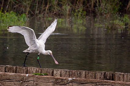 Löffler (Platalea leucorodia)