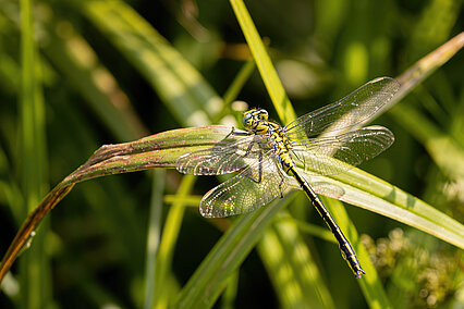 Westliche Keiljungfer (Gomphus pulchellus)