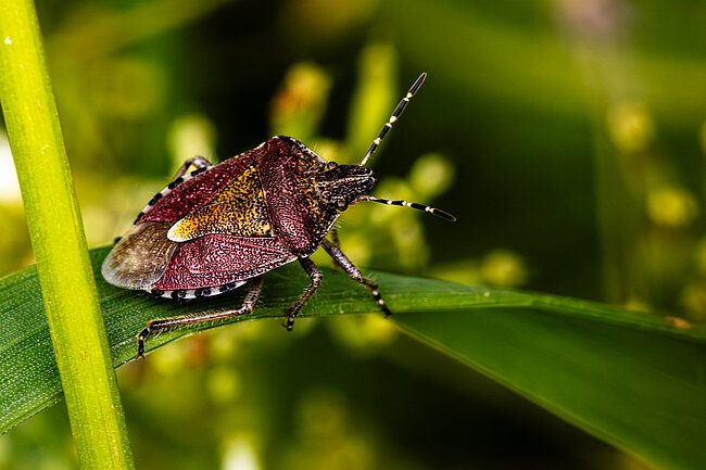 Beerenwanze (Dolycoris baccarum)
