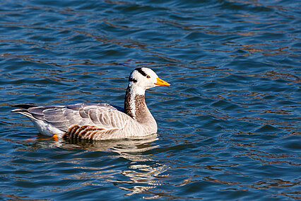Streifengans (Anser indicus)